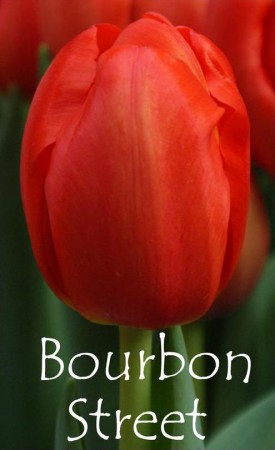 Bourbon Street - Крупный, алого цвета. Высота 45-60 см